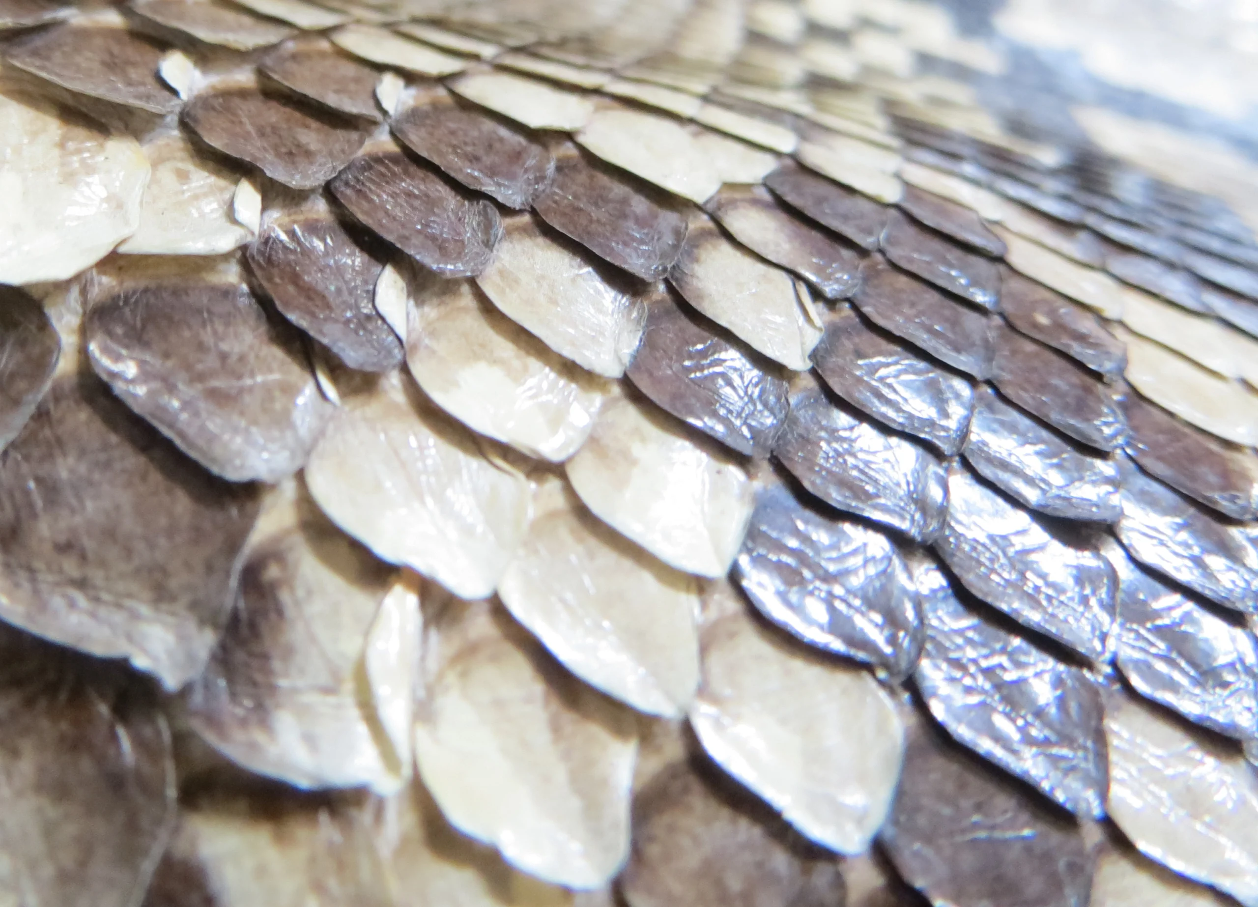 Feather & Leather Conservation Workshops - The Bowes Museum