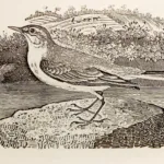 Image of a bird drawing