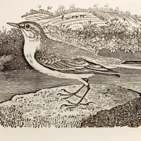 Image of a bird drawing