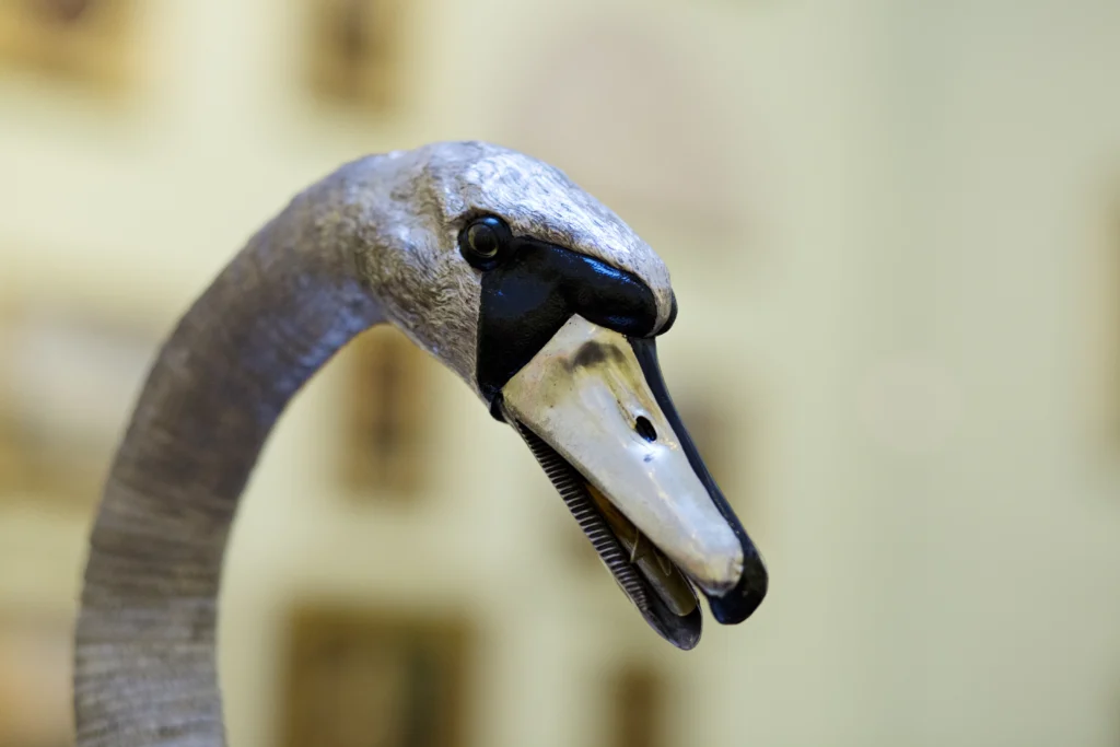 Close-up of the Silver Swan automaton’s head and neck. The swan is crafted from silver with finely detailed feather textures and a gracefully curved neck. The head features a realistic beak with visible serrated edges and dark accents around the eyes and beak area, giving it a lifelike appearance. The background is softly blurred, showing hints of framed paintings on pale green walls.