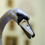 Close-up of the Silver Swan automaton’s head and neck. The swan is crafted from silver with finely detailed feather textures and a gracefully curved neck. The head features a realistic beak with visible serrated edges and dark accents around the eyes and beak area, giving it a lifelike appearance. The background is softly blurred, showing hints of framed paintings on pale green walls.