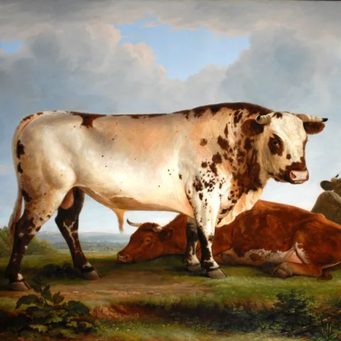 Painting of a Durham bull