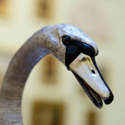 Head detail of the Silver Swan