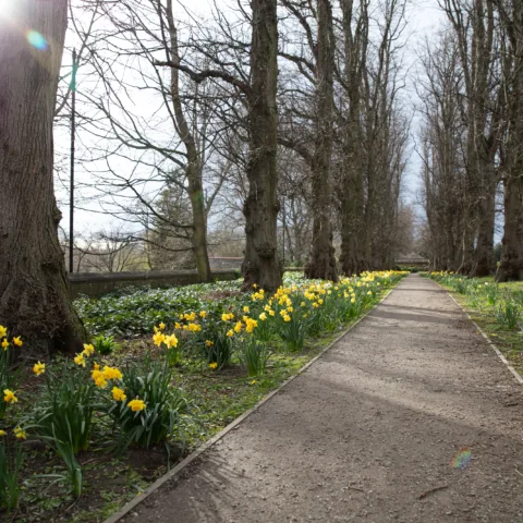 Footpath through a woodland with dandelions