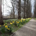 Daffodils in The Bowes Museum parkland.