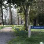 A gravel path lined with blooming daffodils winds through a wooded park, with a sign reading “Woodland walk” pointing ahead.