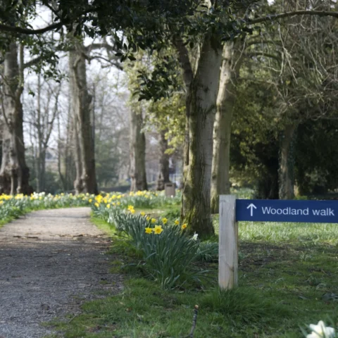 A gravel path lined with blooming daffodils winds through a wooded park, with a sign reading “Woodland walk” pointing ahead.