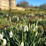 Close-up of blooming snowdrops with a grand French-style building softly blurred in the background under a clear blue sky.