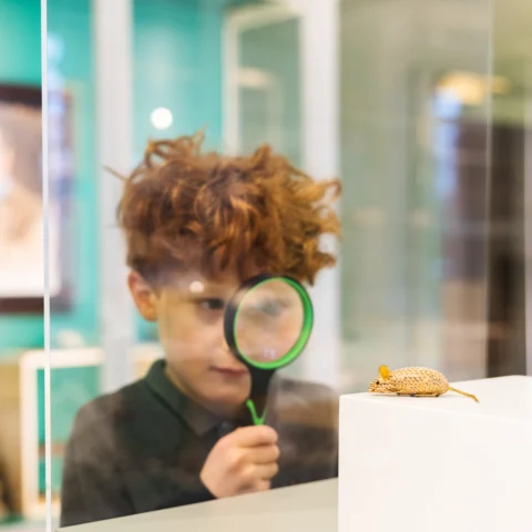 A child looks through a green magnifying glass at a small gold-coloured animal-shaped object displayed inside a glass case. The object sits on a white plinth within a brightly lit gallery space featuring pale green walls and display cabinets in the background. Reflections on the glass case and the close-up viewpoint emphasise the child’s exploration of the museum object.